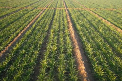 陇春36号小麦品种的特性，3月上中旬播种