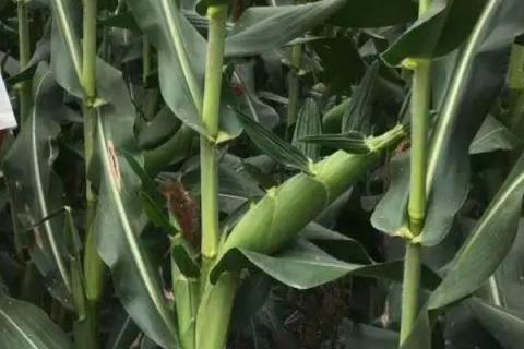 新玉109号玉米种子特征特性，注意防治茎腐病
