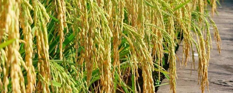 创两优3206水稻种子特征特性，每亩有效穗数16.7万穗