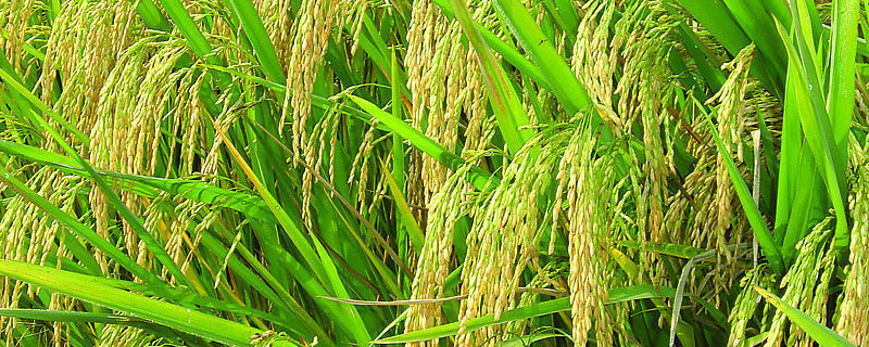 华两优6号水稻种子介绍，秧田亩播种量8～10公斤