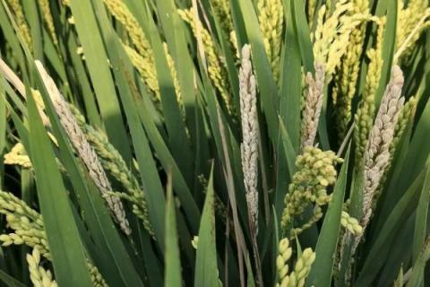 吉优T025水稻品种简介，大田用种量每亩1.5公斤