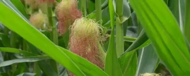 新玉103号玉米品种的特性，手工播种或用播种机精量播种