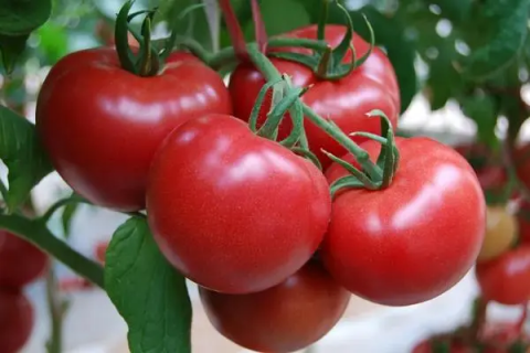 西红柿什么时候播种，最佳播种时间