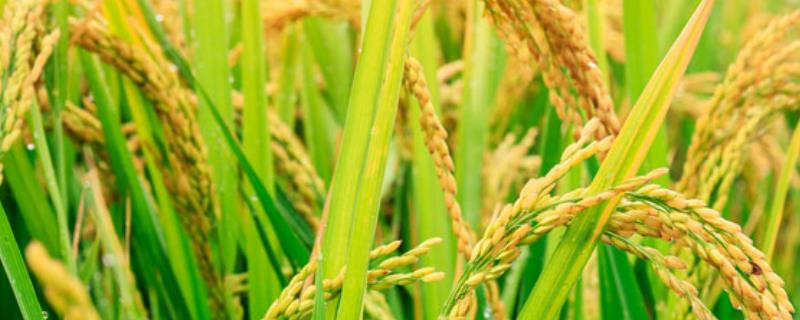 Y两优3089水稻种子特点，注意防治白叶枯病