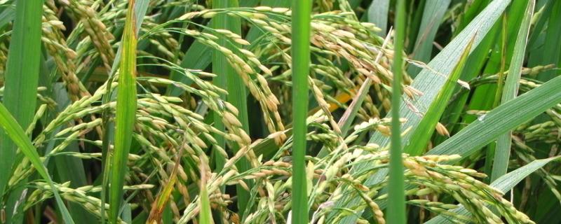 玖两优华占水稻种子简介，秧田亩播种量15千克