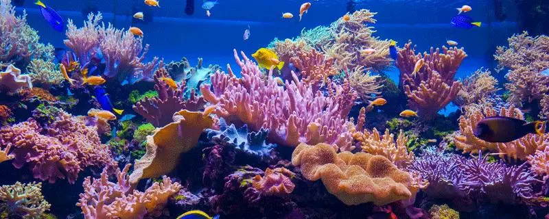 珊瑚发黄如何清洗，教你恢复珊瑚原来的色彩