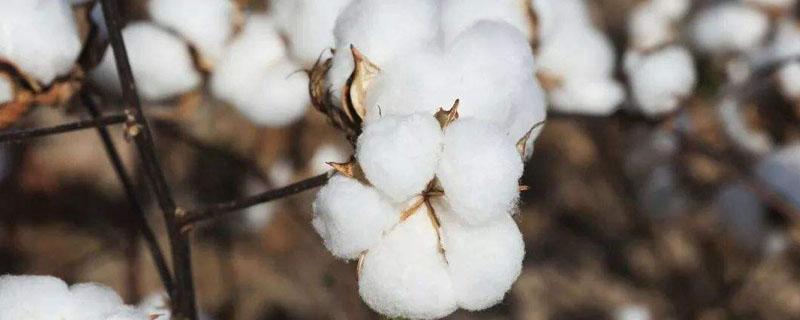 华棉3097棉花品种的特性，生育期128.1天