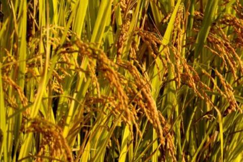 云资粳84号水稻种子特征特性，全生育期195.3天