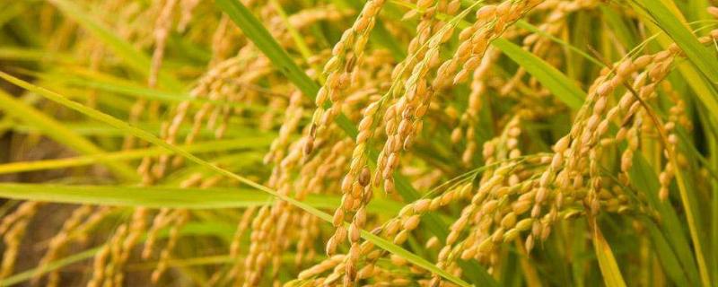 华美占水稻品种的特性，全生育期平均108.0天