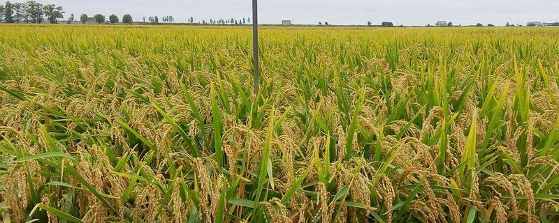 陵两优1844水稻种子介绍，种植密度∶18厘米×18厘米