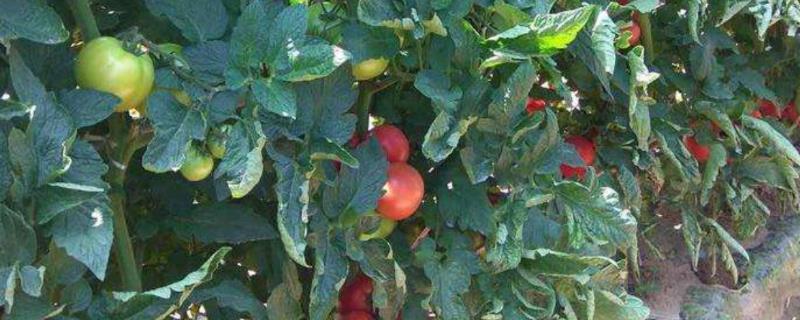 怎样才能使番茄果膨大，需合理疏果、疏枝