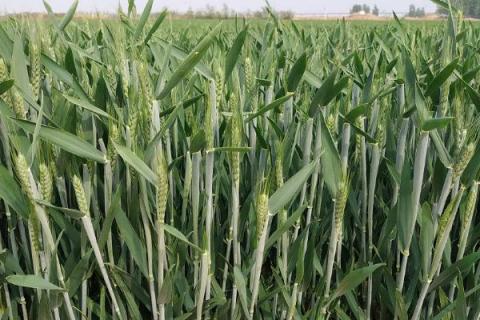 新麦153小麦品种的特性，该品种苗相半匍匐