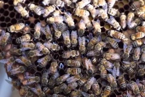 蜜蜂春繁以强补弱的方法，为弱群补充工蜂、从强群中抽调子脾补充到弱群中