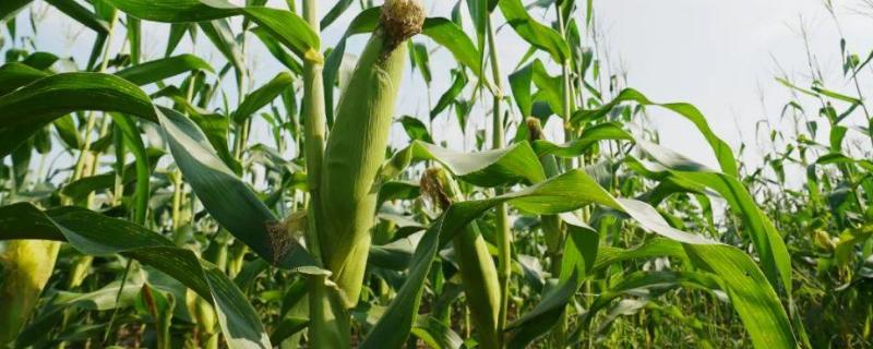 泓玉1号玉米种子简介，一般每亩施尿素10～15公斤