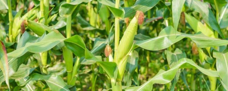 华龙玉899（区试名称：D4073）玉米种子介绍，全生育期125天