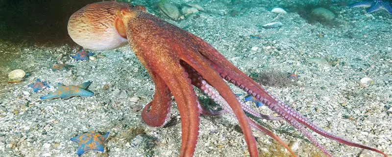 章鱼养殖前景，章鱼的常见种类有哪些