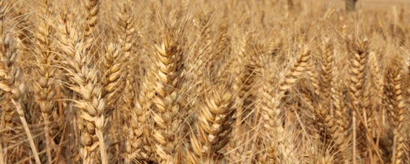 文麦14号小麦品种简介，生育期167天