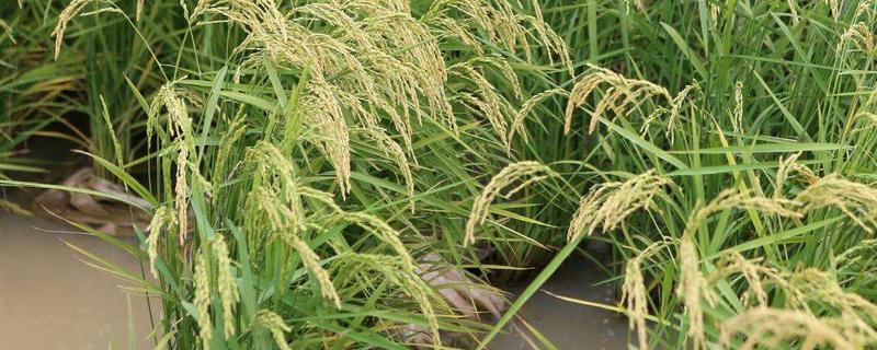 五优7号水稻种子简介，该品种株型适中