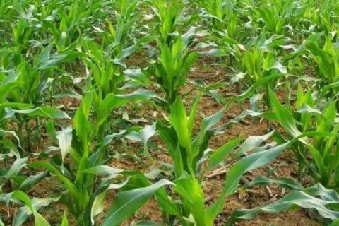 兴民3388玉米种子特点，亩适宜密度4000株左右