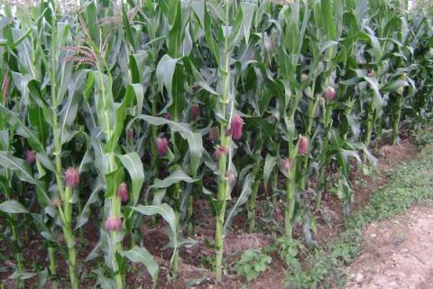 陕单622玉米品种的特性，生育期121.0天