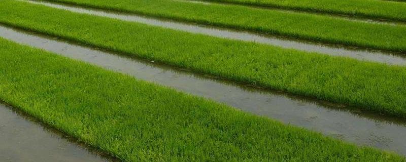 两优622水稻种子特点，秧田亩播种量12公斤