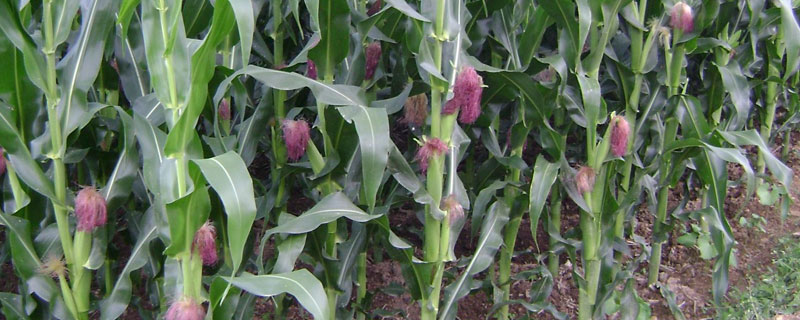 晋糯5号玉米种子特点，建议种植密度3500株