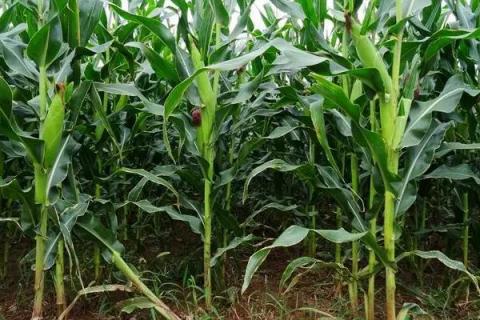 晋糯5号玉米种子特点，建议种植密度3500株