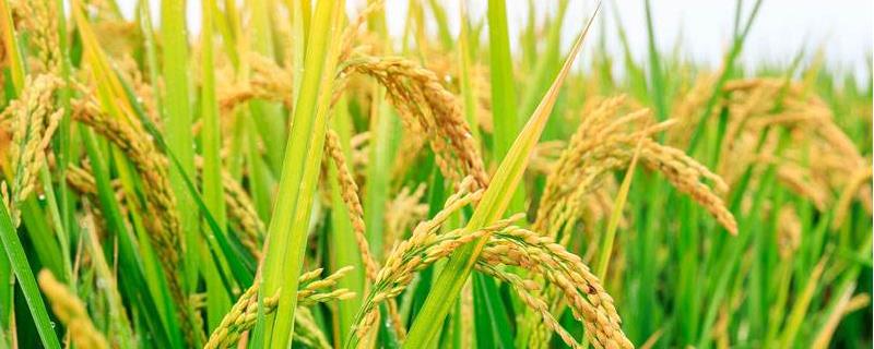 川香优156水稻种子介绍，麦茬稻宜在4月25日左右播种