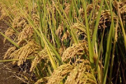 毕粳优210（区试名称：ZDA/NR210）水稻品种的特性，注意稻瘟病和其它病虫害防治