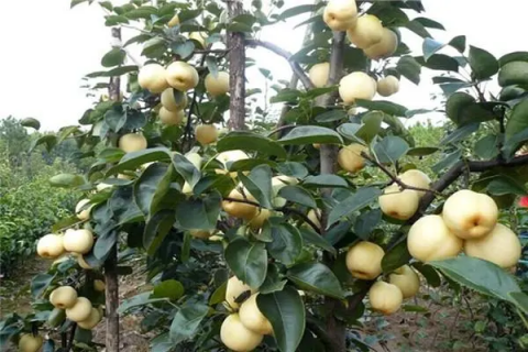 梨树管理技术，如何让你的梨树更健康
