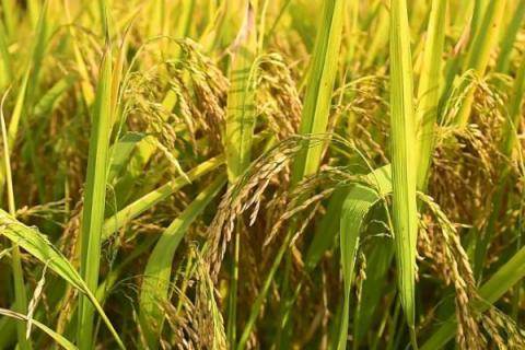 蓉18优1015水稻种子特征特性，综合防治病虫害