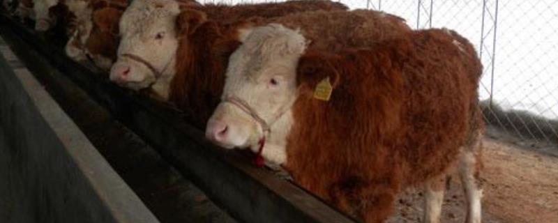 牛冬天能抗寒多少度，水牛、黄牛只能抵挡零下十五度的低温