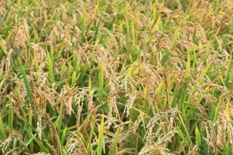 泸优727水稻种子介绍，综合防治病虫害