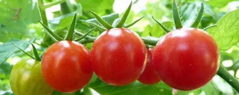 西红柿的种植与管理，如何实现高产高质
