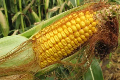 陕单622玉米品种的特性，生育期121.0天