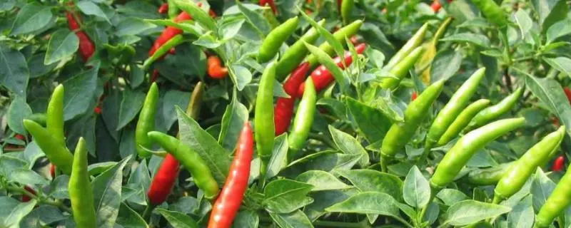 朝天椒的利润多少，种植朝天椒的前景