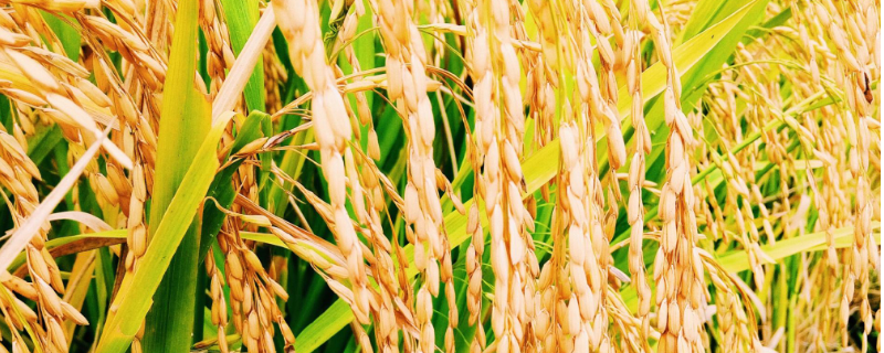 兆优5431水稻种子特征特性，鄂北4月20日左右播种