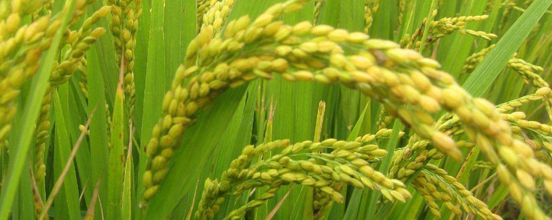 五优6217水稻种子特点，全生育期113.9天