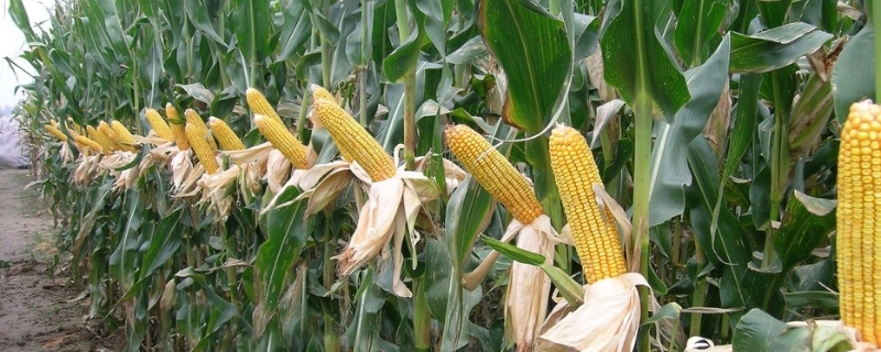 天和6玉米种子特点，普通玉米品种