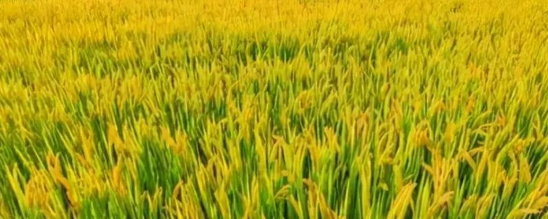 吉优1100水稻种子特征特性，秧田播种量每亩10-15公斤