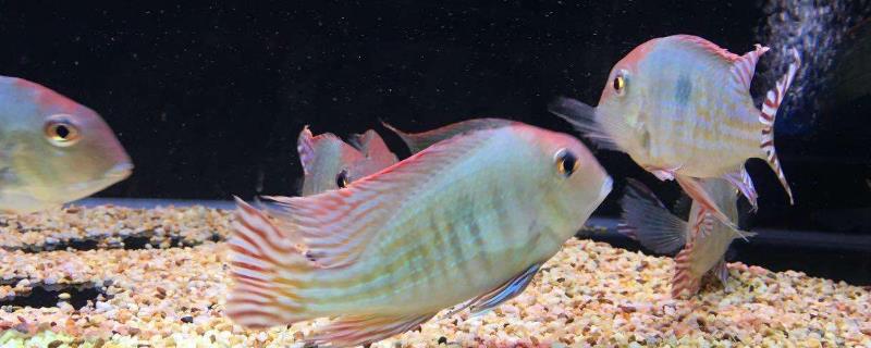 热带鱼能活多久，品种不同寿命长短不同