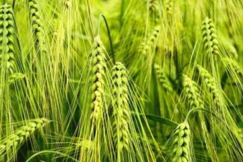 西农805小麦种子简介，属半冬性中穗型中熟品种