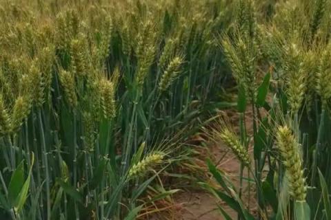 安麦8号（区试名称：安2011-2）小麦品种简介，全生育期192天
