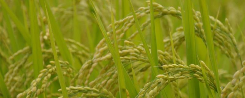 安优华占水稻种子介绍，全生育期115.1天