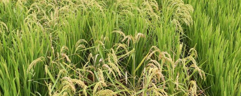 南珍优8号水稻种子介绍，该品种属感光型三系杂交稻