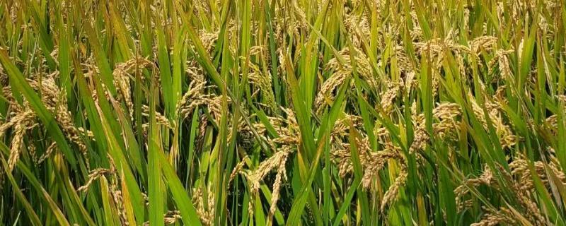 五优821水稻种子简介，秧田播种量每亩10公斤