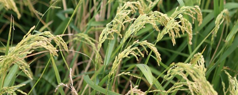 恩2优636水稻种子特征特性，全生育期151.9天