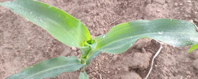 汉单777玉米种子特征特性，6月上中旬播种