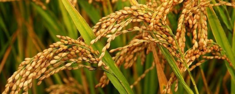 五优105水稻种子介绍，该品种株型适中
