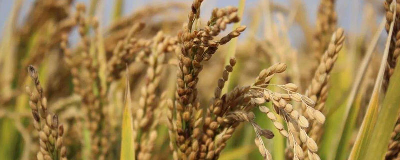 泰优98水稻品种简介，秧田播种量每亩10-15公斤